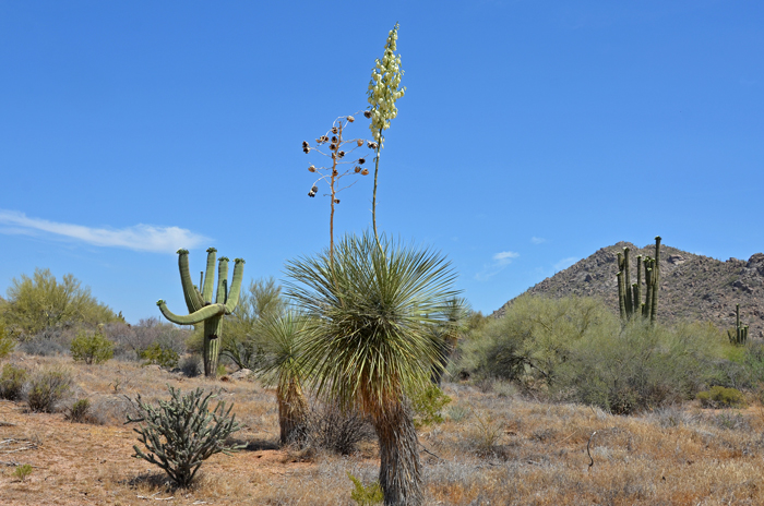 Soaptree Yucca prefers grasslands and other desert habitats in mesas, rocky hillsides and canyons. This species is found in the southwest United States and northern Mexico. In the United States it is found in; AZ, NM, NV, TX, UT. Yucca elata 